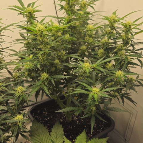 Gelato Glue Auto growlog timeline photo