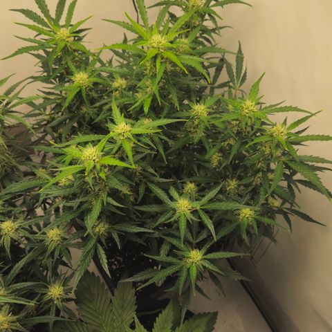 Gelato Glue Auto growlog timeline photo