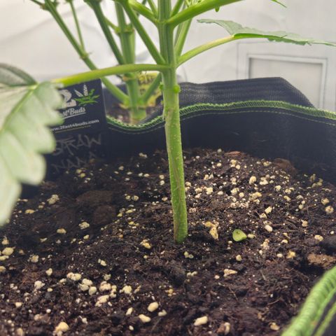 Strawberry Banana Auto growlog timeline photo