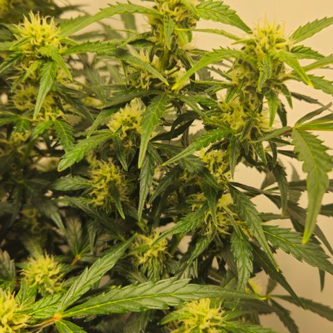 Gelato Glue Auto growlog timeline photo