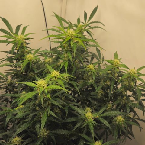 Gelato Glue Auto growlog timeline photo
