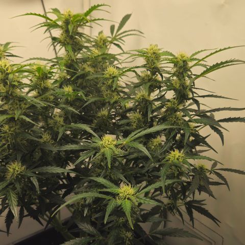 Gelato Glue Auto growlog timeline photo