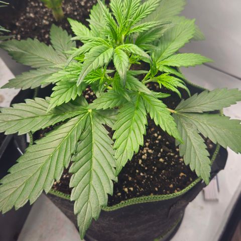 Strawberry Banana Auto growlog timeline photo