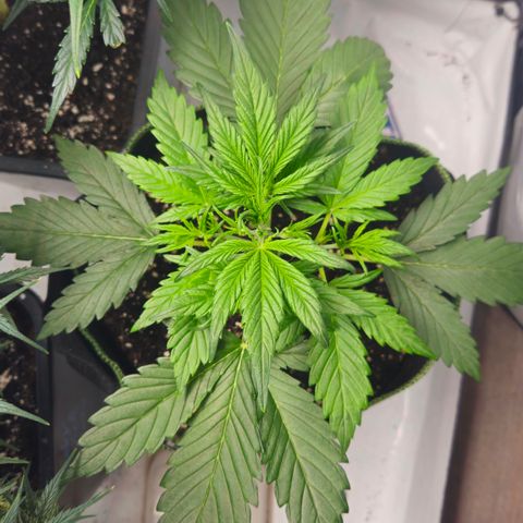 Strawberry Banana Auto growlog timeline photo