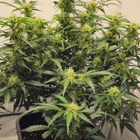 Gelato Glue Auto growlog timeline photo