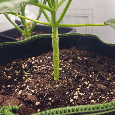 Strawberry Banana Auto growlog timeline photo
