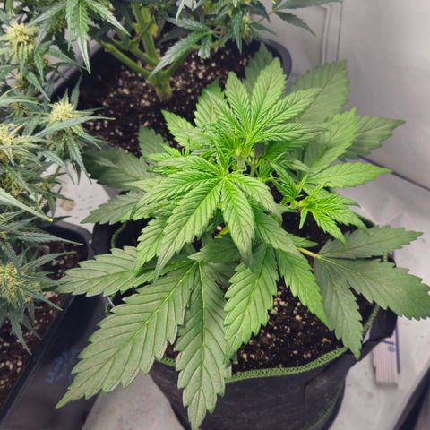 Strawberry Banana Auto growlog timeline photo
