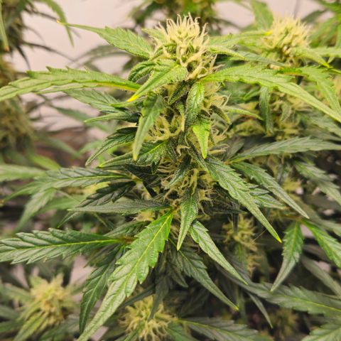 Gelato Glue Auto growlog timeline photo