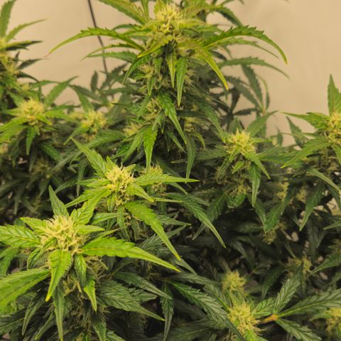 Gelato Glue Auto growlog timeline photo