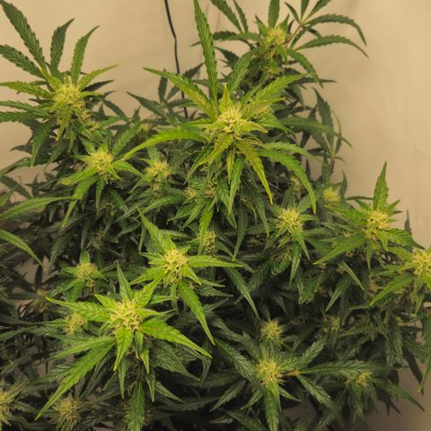 Gelato Glue Auto growlog timeline photo