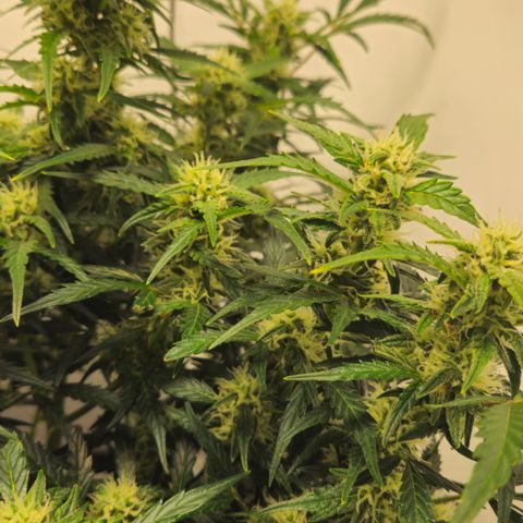 Gelato Glue Auto growlog timeline photo