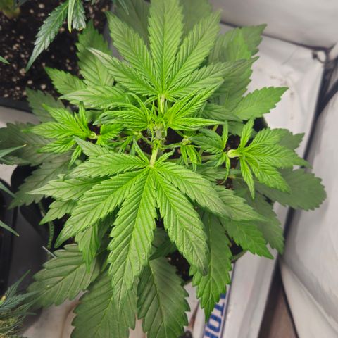 Strawberry Banana Auto growlog timeline photo