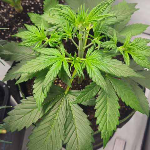 Strawberry Banana Auto growlog timeline photo