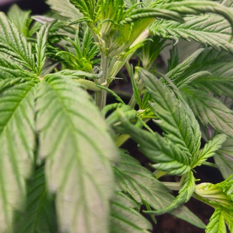 Strawberry Banana Auto growlog timeline photo
