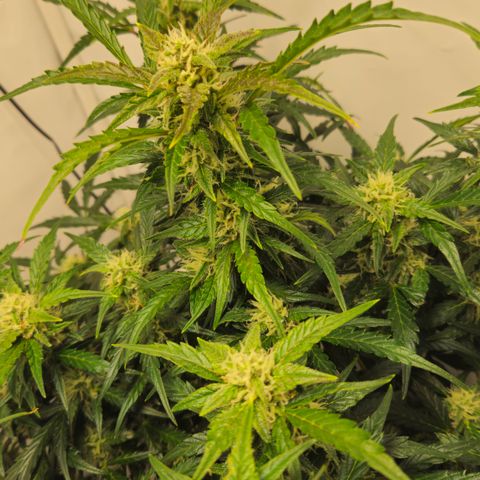 Gelato Glue Auto growlog timeline photo