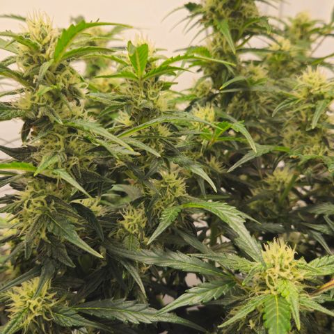 Gelato Glue Auto growlog timeline photo