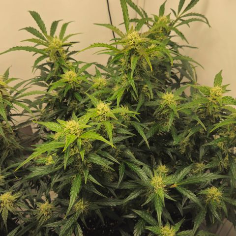 Gelato Glue Auto growlog timeline photo