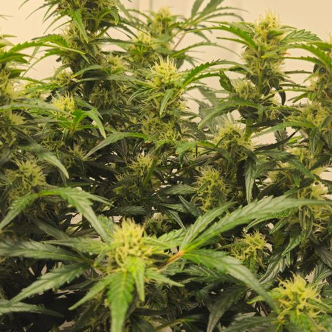 Gelato Glue Auto growlog timeline photo