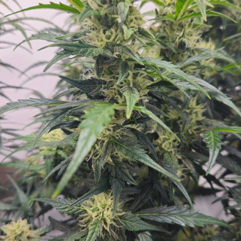 Gelato Glue Auto growlog timeline photo