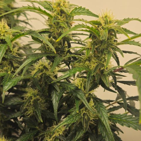 Gelato Glue Auto growlog timeline photo