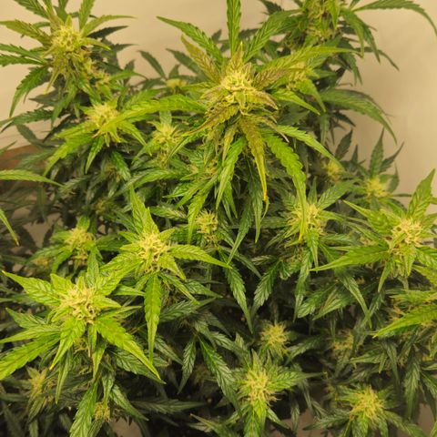 Gelato Glue Auto growlog timeline photo