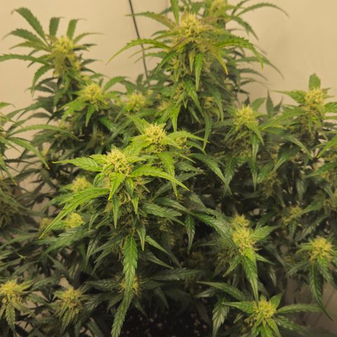 Gelato Glue Auto growlog timeline photo