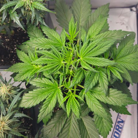 Strawberry Banana Auto growlog timeline photo