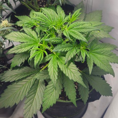 Strawberry Banana Auto growlog timeline photo
