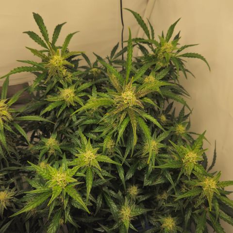 Gelato Glue Auto growlog timeline photo