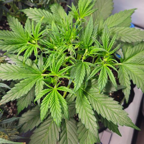 Strawberry Banana Auto growlog timeline photo