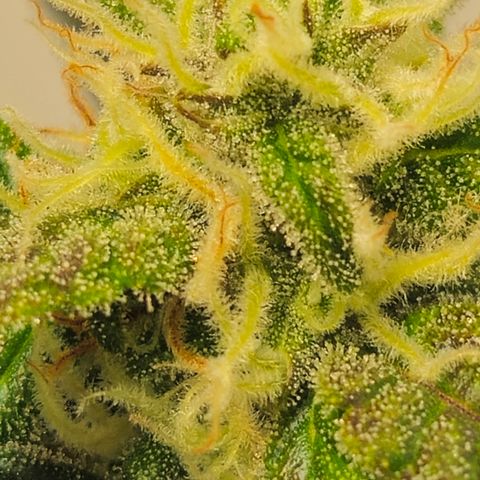 Gelato Glue Auto growlog timeline photo