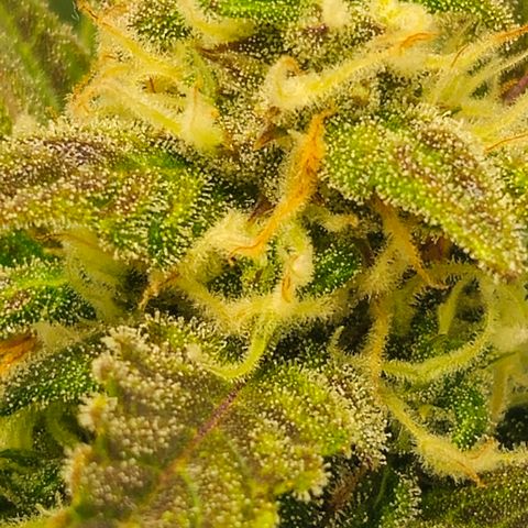 Gelato Glue Auto growlog timeline photo