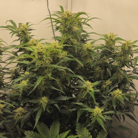 Gelato Glue Auto growlog timeline photo