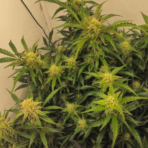 Gelato Glue Auto growlog timeline photo