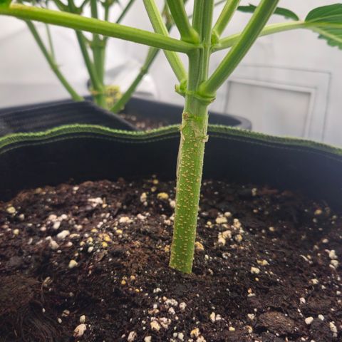 Strawberry Banana Auto growlog timeline photo