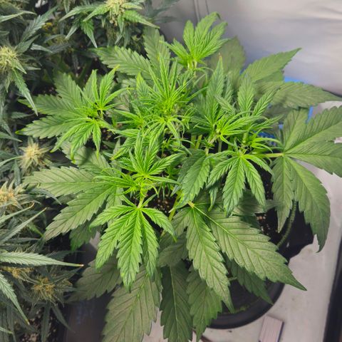 Strawberry Banana Auto growlog timeline photo