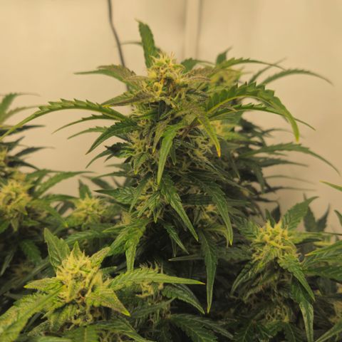 Gelato Glue Auto growlog timeline photo