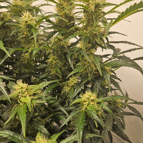 Gelato Glue Auto growlog timeline photo