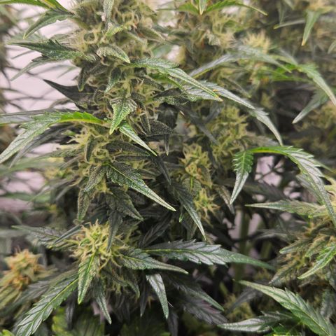 Gelato Glue Auto growlog timeline photo