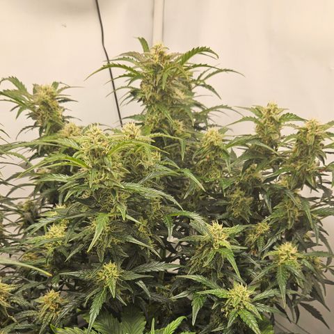Gelato Glue Auto growlog timeline photo