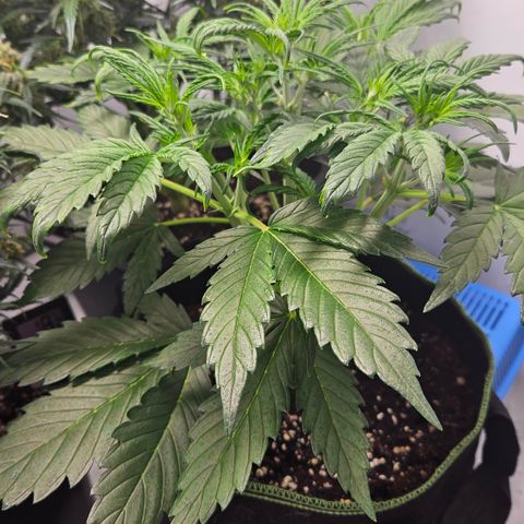 Strawberry Banana Auto growlog timeline photo