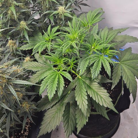 Strawberry Banana Auto growlog timeline photo