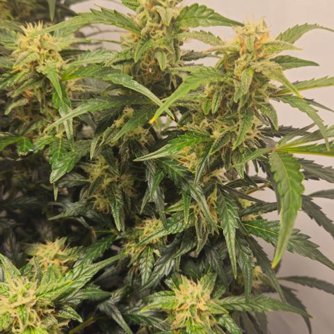 Gelato Glue Auto growlog timeline photo