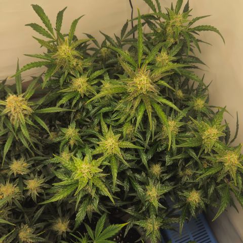 Gelato Glue Auto growlog timeline photo