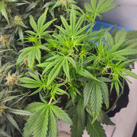 Strawberry Banana Auto growlog timeline photo