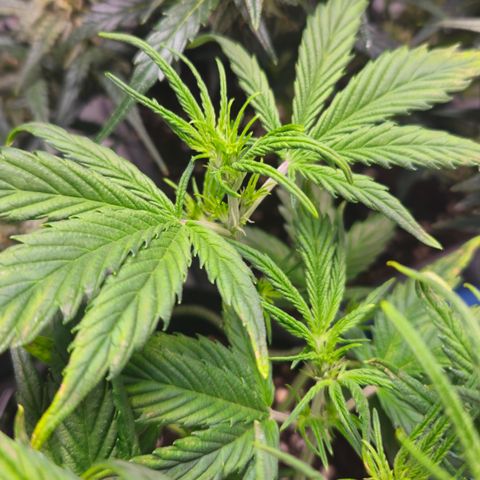 Strawberry Banana Auto growlog timeline photo
