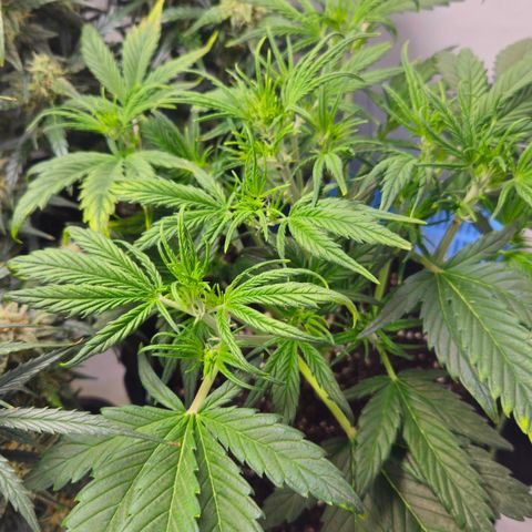Strawberry Banana Auto growlog timeline photo
