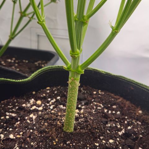 Strawberry Banana Auto growlog timeline photo