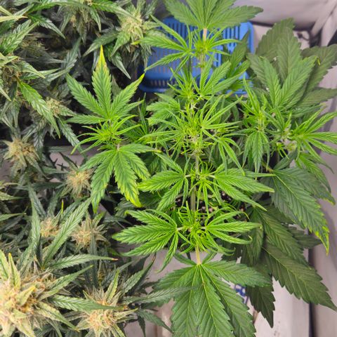 Strawberry Banana Auto growlog timeline photo