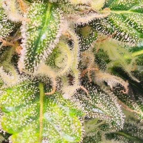 Gelato Glue Auto growlog timeline photo